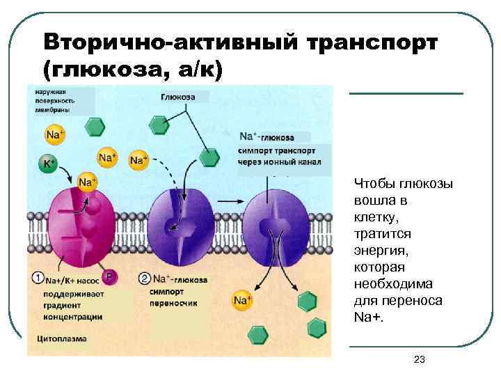 Вторично-активный транспорт (глюкоза, а/к)     Чтобы глюкозы    вошла