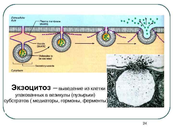  Экзоцитоз – выведение из клетки  упакованных в везикулы (пузырьки) субстратов (