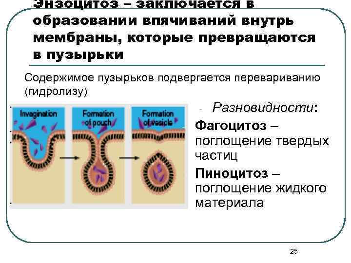 Энзоцитоз – заключается в образовании впячиваний внутрь мембраны, которые превращаются в пузырьки Содержимое