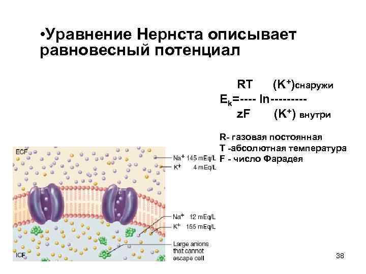  • Уравнение Нернста описывает равновесный потенциал    RT (K+)снаружи  