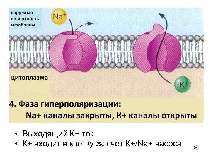  • Выходящий К+ ток  • К+ входит в клетку за счет К+/Na+