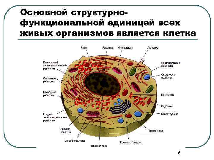 Структурной единицей живого организма является. Клетка структурная и функциональная единица живого организма. Основная структурная единица всех живых организмов.