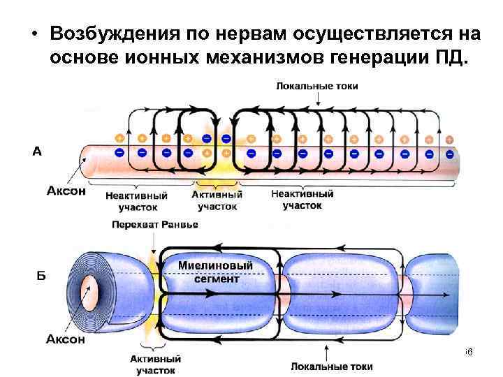  • Возбуждения по нервам осуществляется на  основе ионных механизмов генерации ПД. 
