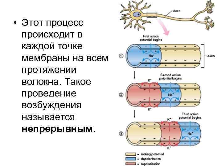  • Этот процесс  происходит в  каждой точке  мембраны на всем