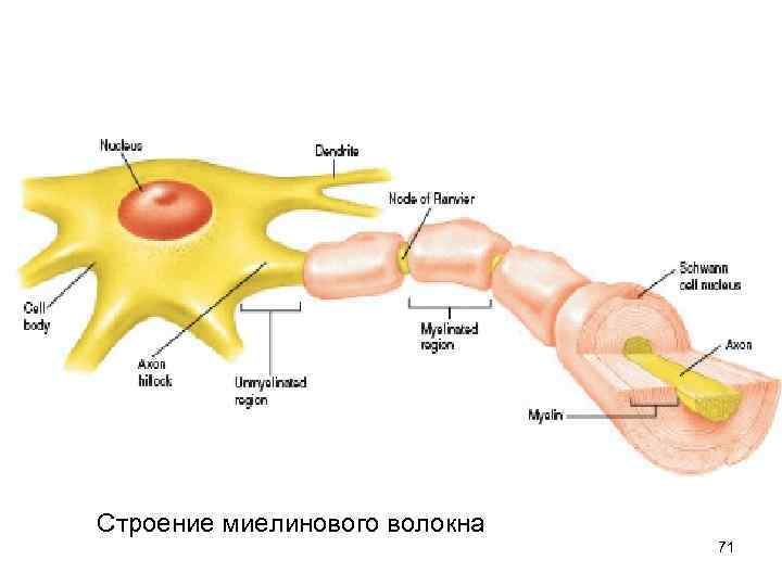      Строение миелинового волокна     