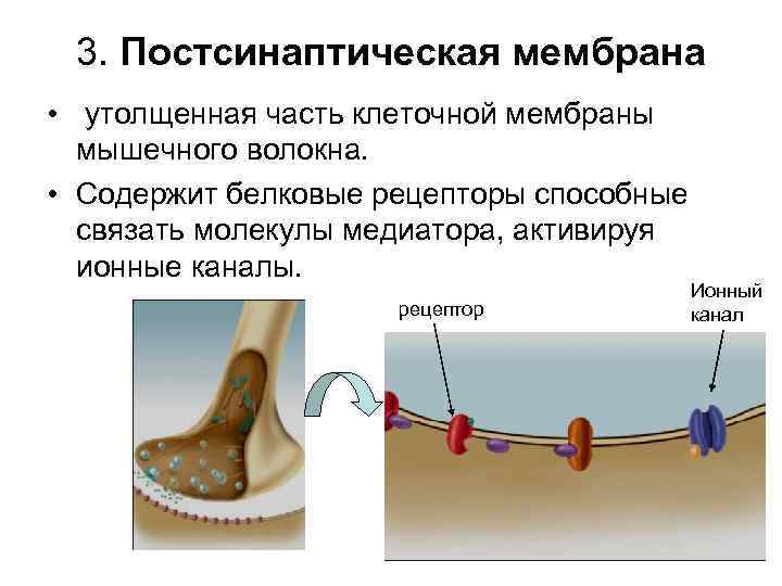  3. Постсинаптическая мембрана •  утолщенная часть клеточной мембраны  мышечного волокна. 