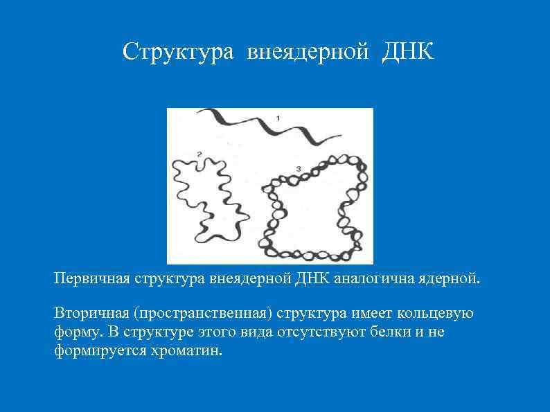   Структура внеядерной ДНК Первичная структура внеядерной ДНК аналогична ядерной.  Вторичная (пространственная)