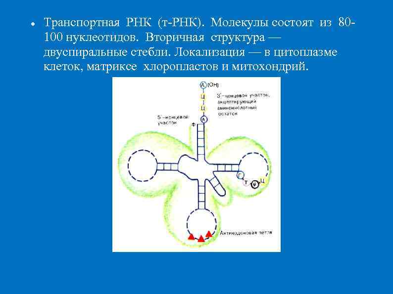   Транспортная РНК (т-РНК). Молекулы состоят из 80 - 100 нуклеотидов. Вторичная структура