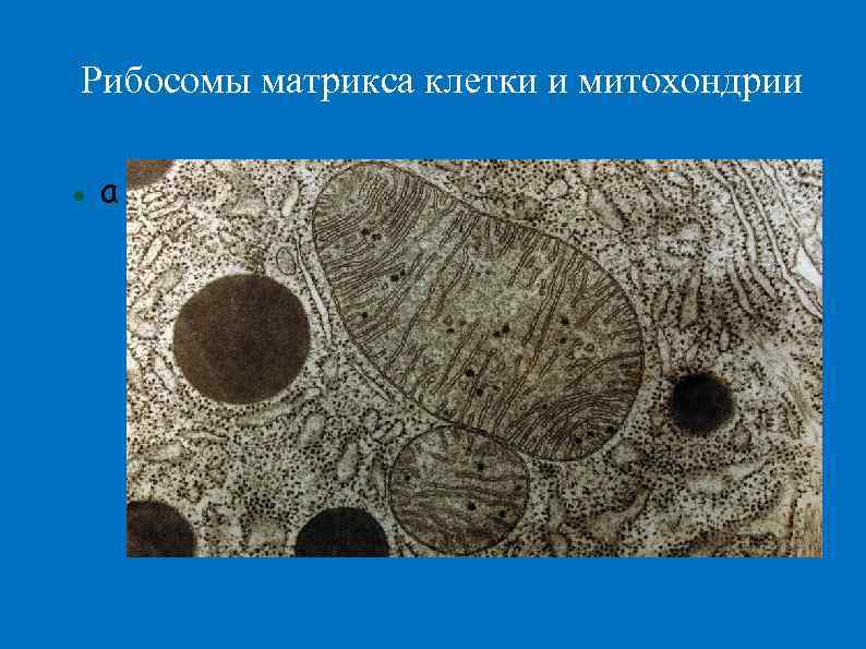 Рибосомы матрикса клетки и митохондрии а 
