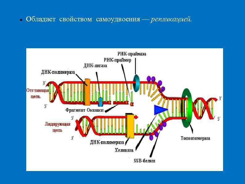   Обладает свойством самоудвоения — репликацией. 