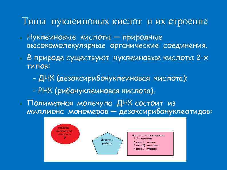 Типы нуклеиновых кислот и их строение Нуклеиновые кислоты — природные высокомолекулярные органические соединения. В