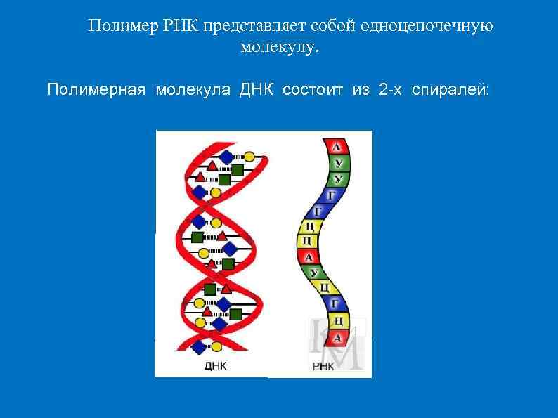 Одноцепочечная рнк. РНК полимер. РНК представляет собой. Одноцепочечная молекула ДНК.