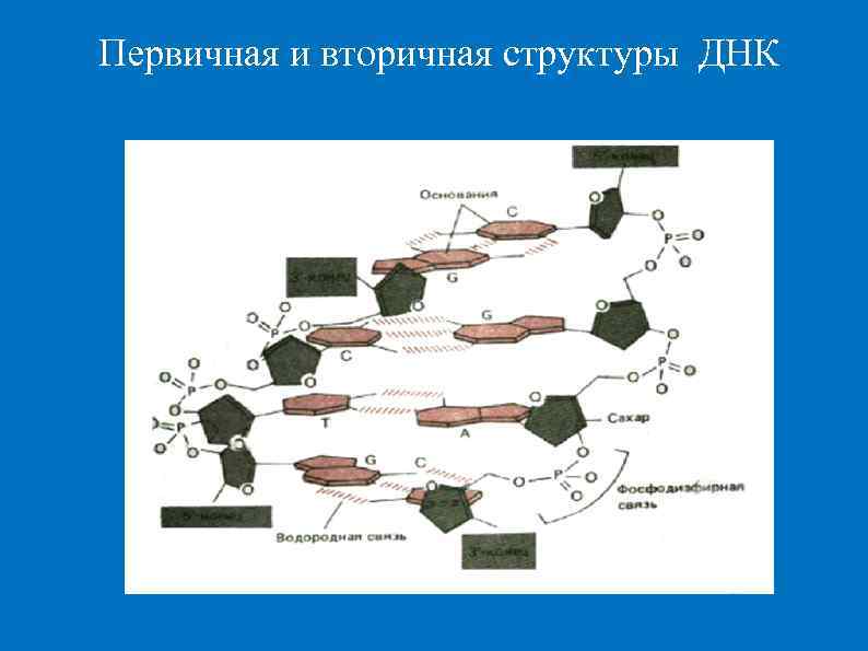 Первичная и вторичная структуры ДНК 