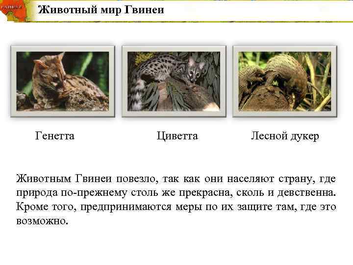   Животный мир Гвинеи  Генетта      Циветта 