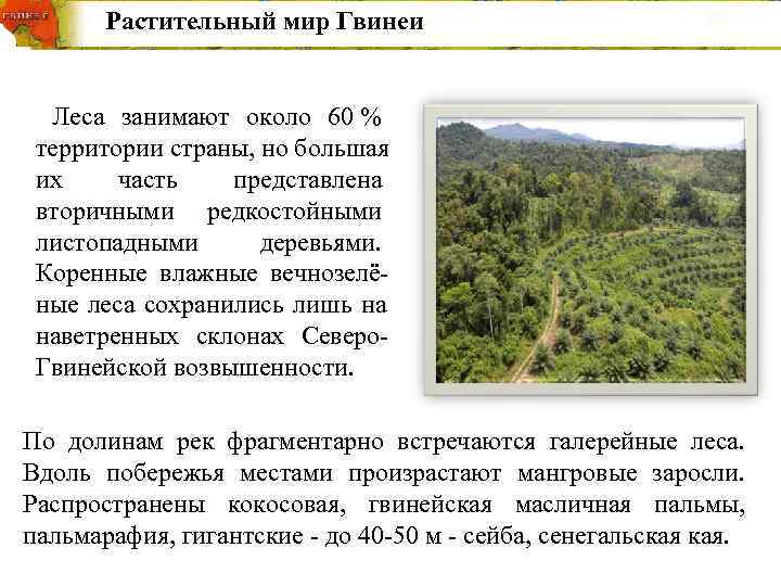   Растительный мир Гвинеи Леса занимают около 60 %  территории страны, но