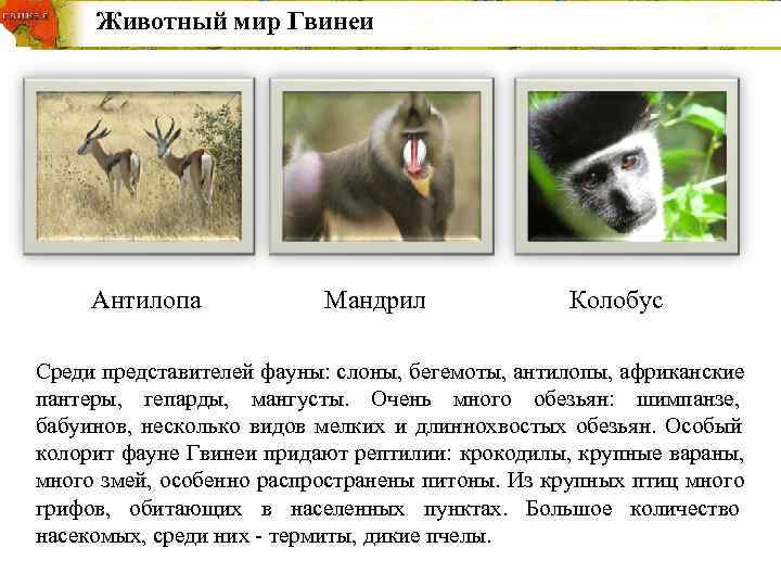  Животный мир Гвинеи  Антилопа    Мандрил    