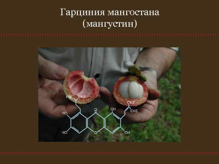 Гарциния мангостана (мангустин) Гарциния мангостана (мангустин)