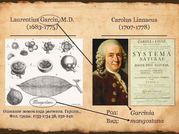Laurentius Garcin, M. D. Carolus Linnaeus (1683 -1775) Laurentius Garcin, M. D. Carolus Linnaeus (1683 -1775)