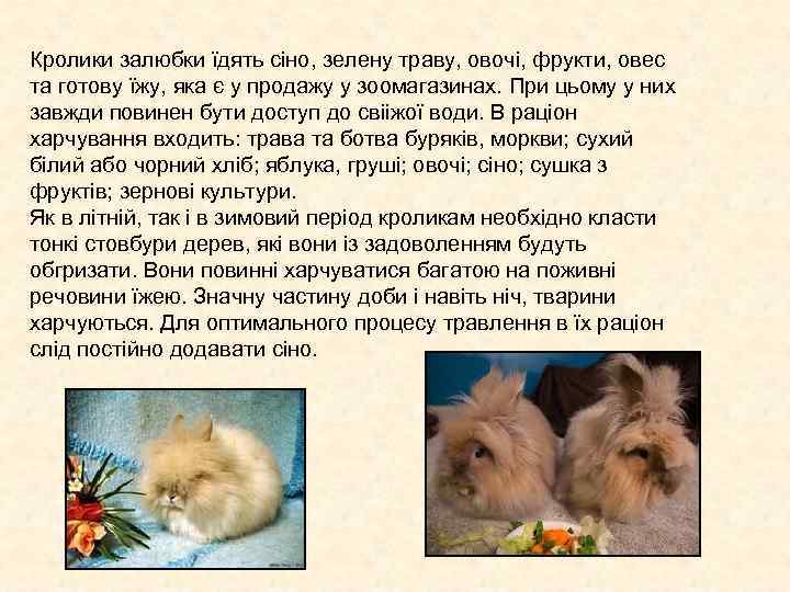 Кролики залюбки їдять сіно, зелену траву, овочі, фрукти, овес та готову їжу, яка є Кролики залюбки їдять сіно, зелену траву, овочі, фрукти, овес та готову їжу, яка є