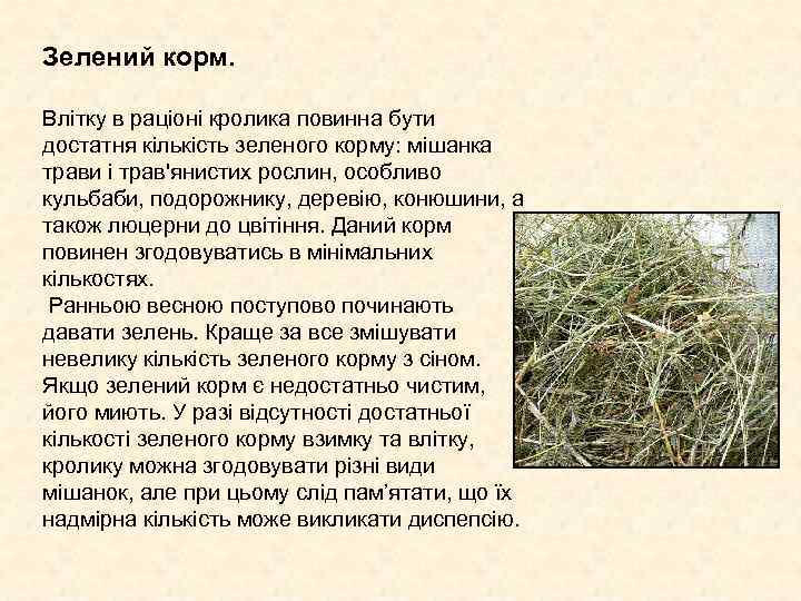 Зелений корм. Влітку в раціоні кролика повинна бути достатня кількість зеленого корму: мішанка Зелений корм. Влітку в раціоні кролика повинна бути достатня кількість зеленого корму: мішанка