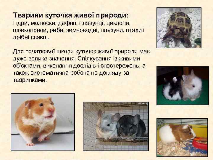 Тварини куточка живої природи: Гідри, молюски, дафнії, плавунці, циклопи, шовкопряди, риби, земноводні, Тварини куточка живої природи: Гідри, молюски, дафнії, плавунці, циклопи, шовкопряди, риби, земноводні,