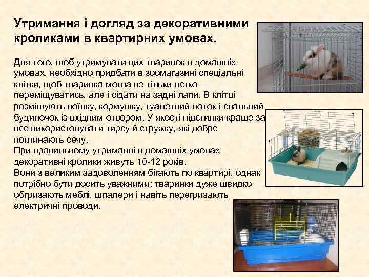 Утримання і догляд за декоративними кроликами в квартирних умовах. Для того, щоб утримувати Утримання і догляд за декоративними кроликами в квартирних умовах. Для того, щоб утримувати