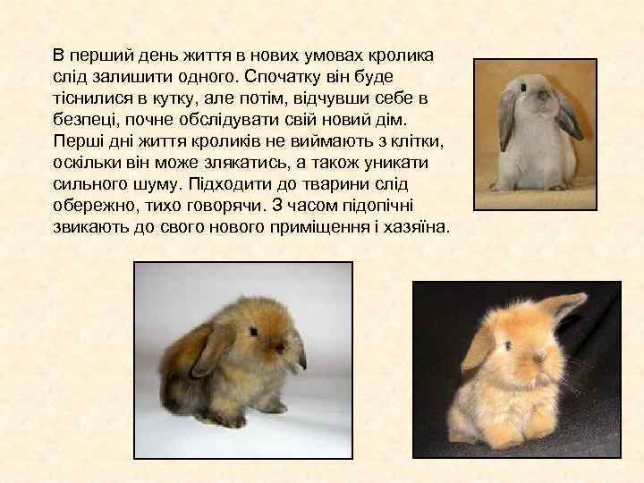 В перший день життя в нових умовах кролика слід залишити одного. Спочатку він буде В перший день життя в нових умовах кролика слід залишити одного. Спочатку він буде