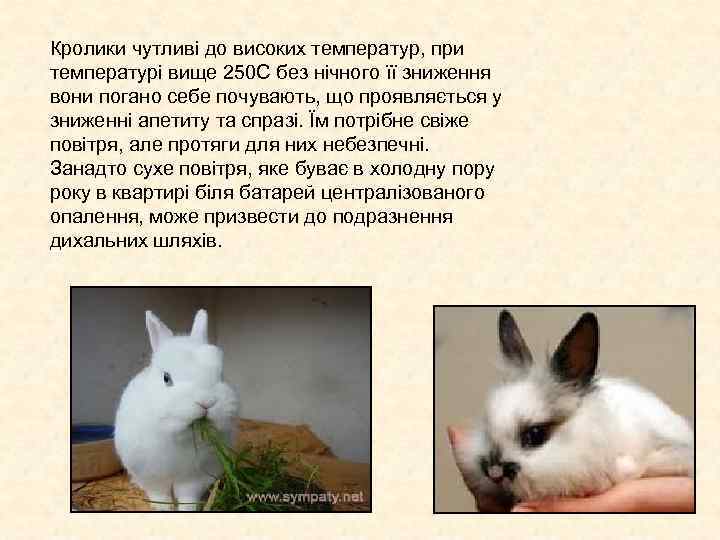 Кролики чутливі до високих температур, при температурі вище 250 С без нічного її зниження Кролики чутливі до високих температур, при температурі вище 250 С без нічного її зниження