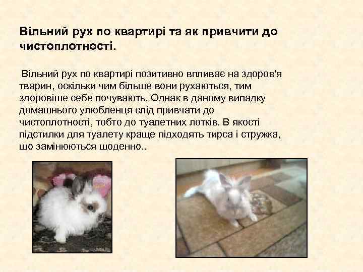 Вільний рух по квартирі та як привчити до чистоплотності. Вільний рух по квартирі Вільний рух по квартирі та як привчити до чистоплотності. Вільний рух по квартирі