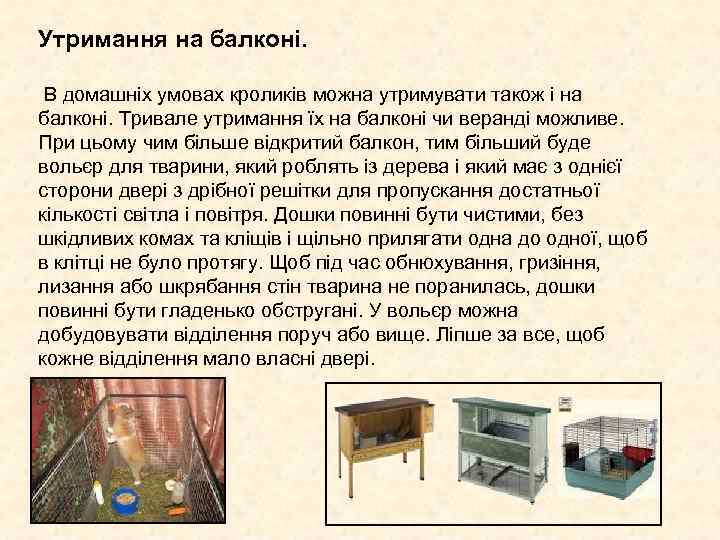 Утримання на балконі. В домашніх умовах кроликів можна утримувати також і на балконі. Утримання на балконі. В домашніх умовах кроликів можна утримувати також і на балконі.