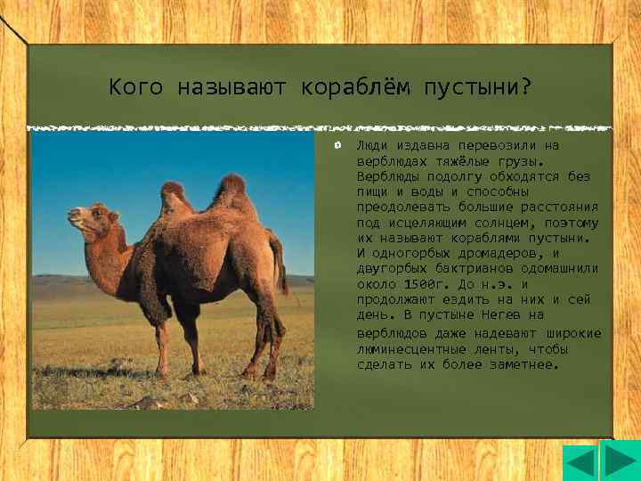 Кого называют кораблём пустыни?     Люди издавна перевозили на  