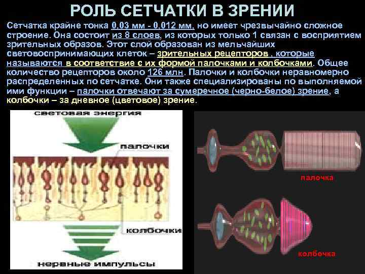    РОЛЬ СЕТЧАТКИ В ЗРЕНИИ Сетчатка крайне тонка 0, 03 мм -
