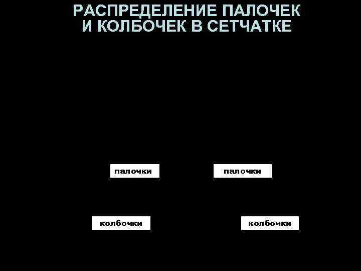 РАСПРЕДЕЛЕНИЕ ПАЛОЧЕК И КОЛБОЧЕК В СЕТЧАТКЕ   палочки  колбочки 