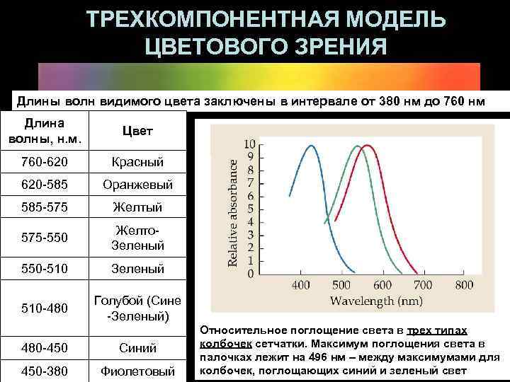    ТРЕХКОМПОНЕНТНАЯ МОДЕЛЬ    ЦВЕТОВОГО ЗРЕНИЯ  Длины волн видимого