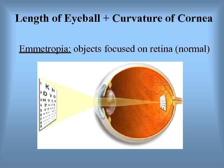Length of Eyeball + Curvature of Cornea Emmetropia: objects focused on retina (normal) 
