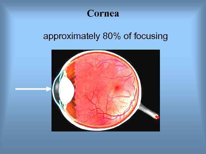    Cornea approximately 80% of focusing 