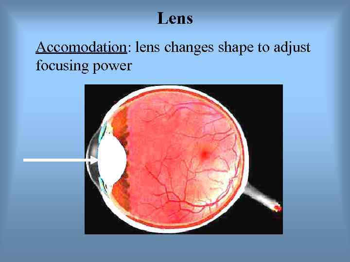    Lens Accomodation: lens changes shape to adjust focusing power 
