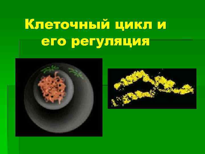 Клеточный цикл и  его регуляция 