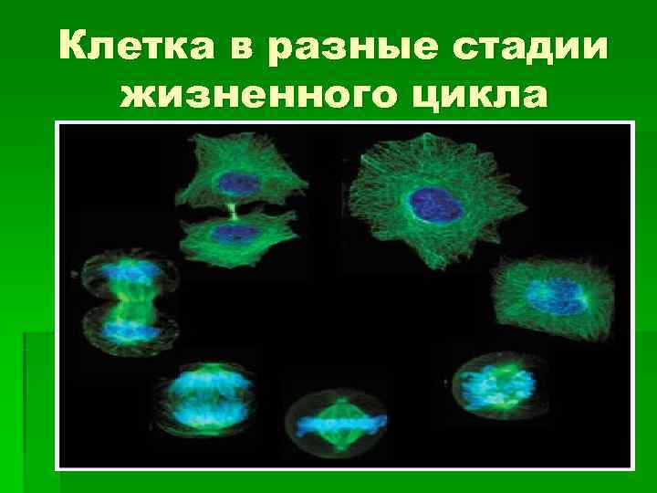 Клетка в разные стадии  жизненного цикла 