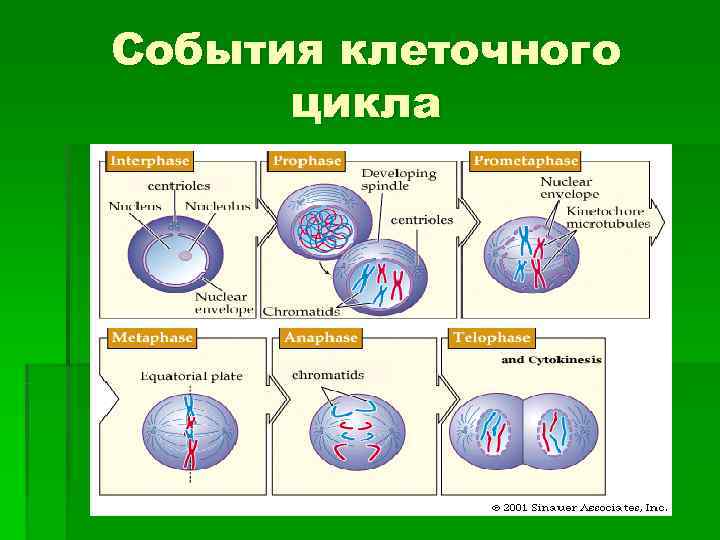 Какой цифрой на рисунке отмечен постсинтетический период жизненного цикла клетки