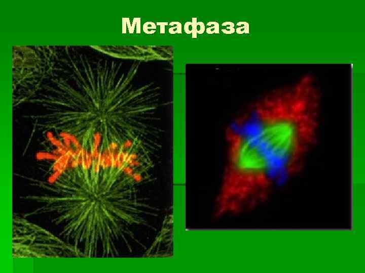 Метафаза 