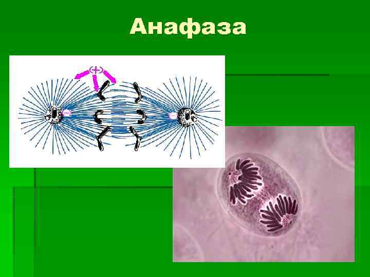Анафаза 