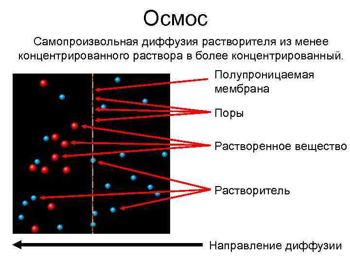 Мембрана поры