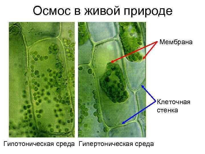   Осмос в живой природе    Мембрана    
