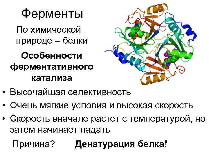   Ферменты  По химической  природе – белки  Особенности ферментативного катализа