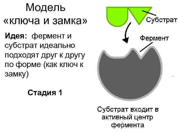   Модель «ключа и замка» Идея: фермент и субстрат идеально подходят друг к