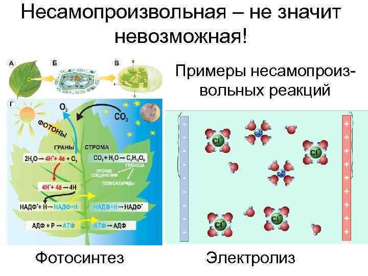Несамопроизвольная – не значит   невозможная!    Примеры несамопроиз-  