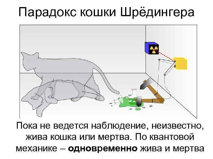Парадокс кошки Шрёдингера Пока не ведется наблюдение, неизвестно,  жива кошка или мертва. По