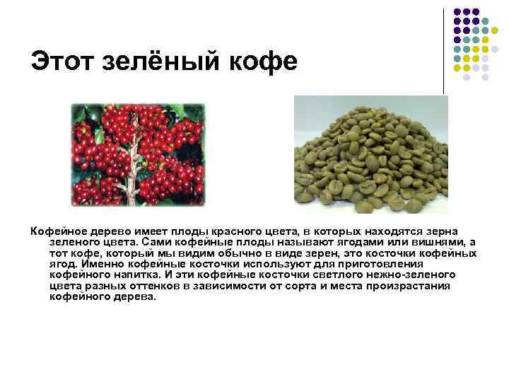 Этот зелёный кофе Кофейное дерево имеет плоды красного цвета, в которых находятся зерна 