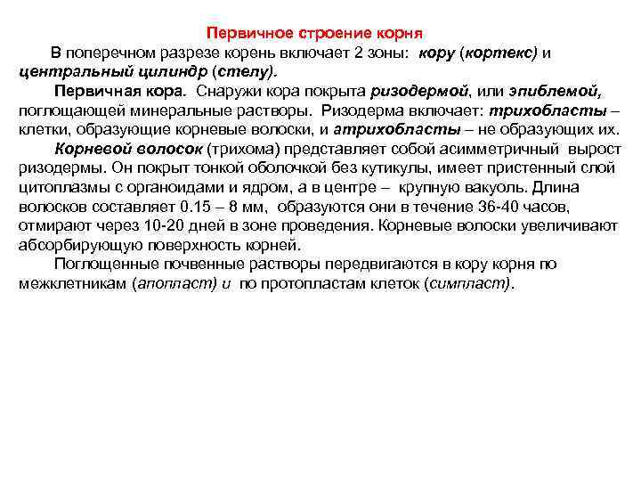      Первичное строение корня  В поперечном разрезе корень включает